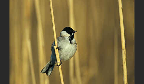 Rohrammer (Emberiza schoeniclus)