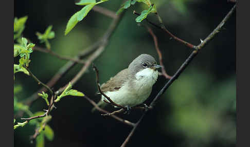 Zaungrasmücke (Sylvia curruca)