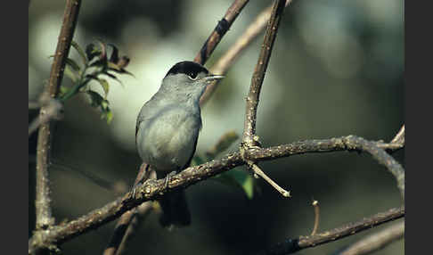 Mönchsgrasmücke (Sylvia atricapilla)