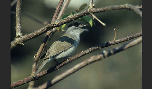 Mönchsgrasmücke (Sylvia atricapilla)