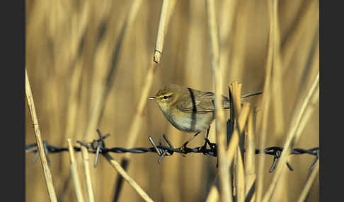 Fitislaubsänger (Phylloscopus trochilus)