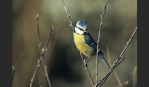 Blaumeise (Parus caeruleus)