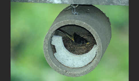 Gebirgsstelze (Motacilla cinerea)