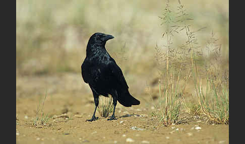 Rabenkrähe (Corvus corone corone)