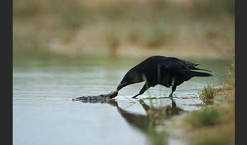 Rabenkrähe (Corvus corone corone)