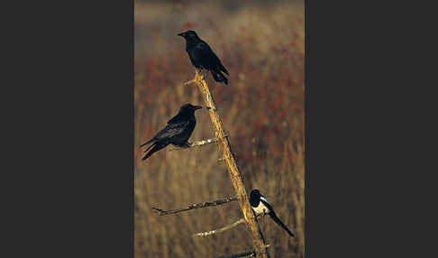 Rabenkrähe (Corvus corone corone)