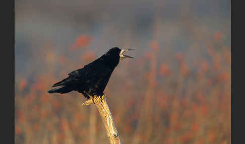 Saatkrähe (Corvus frugilegus)