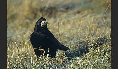 Saatkrähe (Corvus frugilegus)