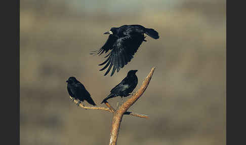 Rabenkrähe (Corvus corone corone)