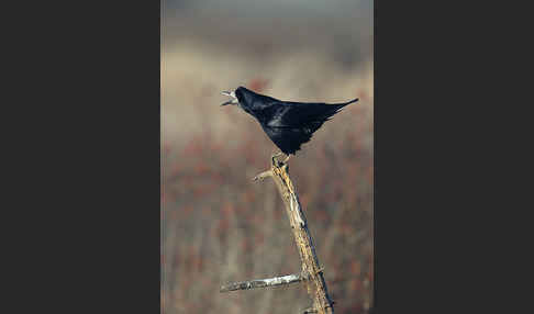 Saatkrähe (Corvus frugilegus)