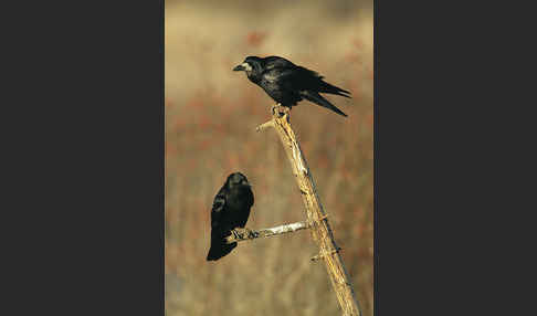 Rabenkrähe (Corvus corone corone)