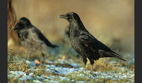 Rabenkrähe (Corvus corone corone)