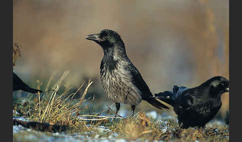 Aaskrähe (Corvus corone)