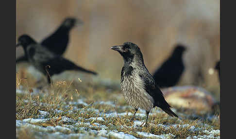 Aaskrähe (Corvus corone)