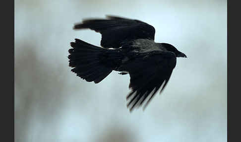 Aaskrähe (Corvus corone)