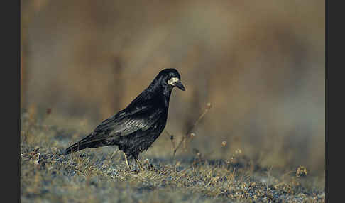 Saatkrähe (Corvus frugilegus)