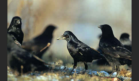 Rabenkrähe (Corvus corone corone)