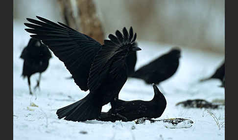 Rabenkrähe (Corvus corone corone)