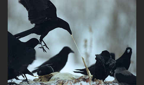 Rabenkrähe (Corvus corone corone)