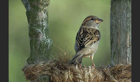 Haussperling (Passer domesticus)