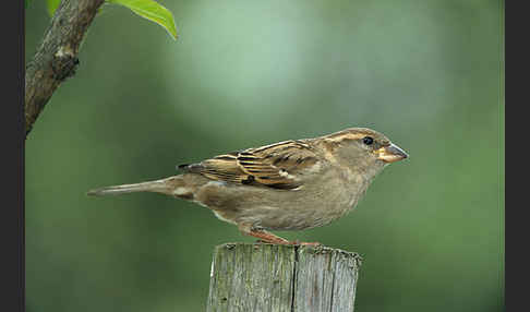 Haussperling (Passer domesticus)