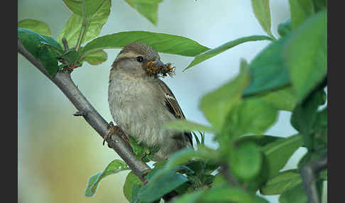 Haussperling (Passer domesticus)