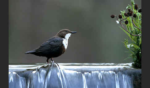 Wasseramsel (Cinclus cinclus)