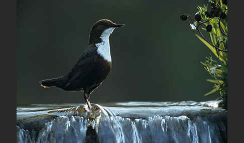 Wasseramsel (Cinclus cinclus)