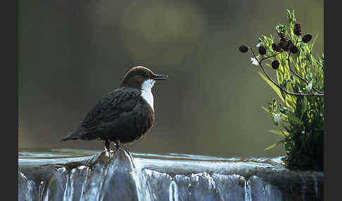 Wasseramsel (Cinclus cinclus)