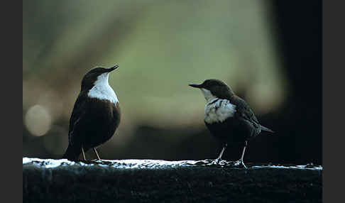 Wasseramsel (Cinclus cinclus)