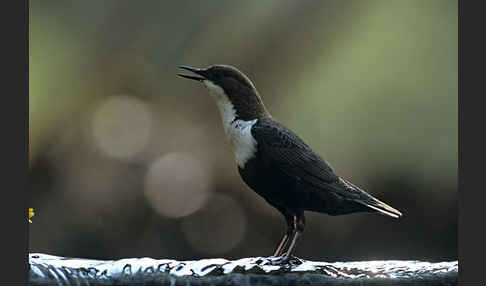 Wasseramsel (Cinclus cinclus)