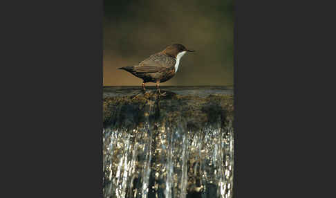 Wasseramsel (Cinclus cinclus)