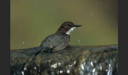 Wasseramsel (Cinclus cinclus)