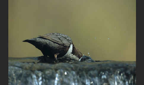 Wasseramsel (Cinclus cinclus)