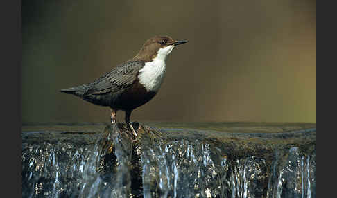 Wasseramsel (Cinclus cinclus)