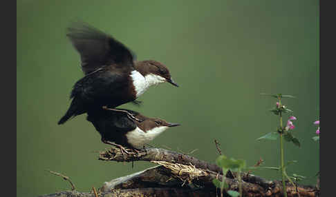 Wasseramsel (Cinclus cinclus)