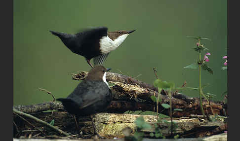 Wasseramsel (Cinclus cinclus)