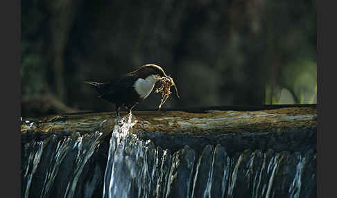 Wasseramsel (Cinclus cinclus)