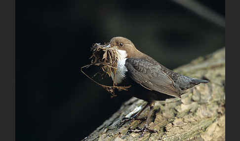 Wasseramsel (Cinclus cinclus)