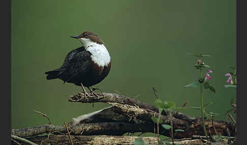 Wasseramsel (Cinclus cinclus)