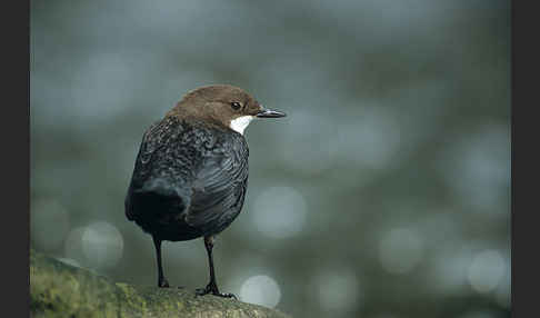 Wasseramsel (Cinclus cinclus)