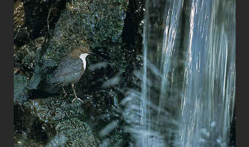 Wasseramsel (Cinclus cinclus)