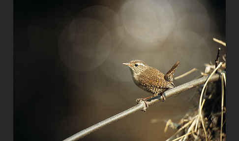 Zaunkönig (Troglodytes troglodytes)