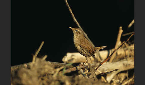 Zaunkönig (Troglodytes troglodytes)