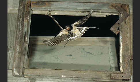 Rauchschwalbe (Hirundo rustica)