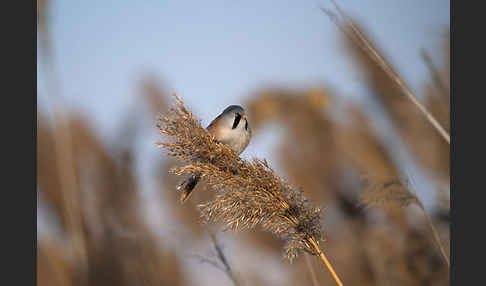 Bartmeise (Panurus biarmicus)