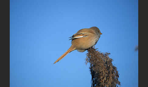 Bartmeise (Panurus biarmicus)