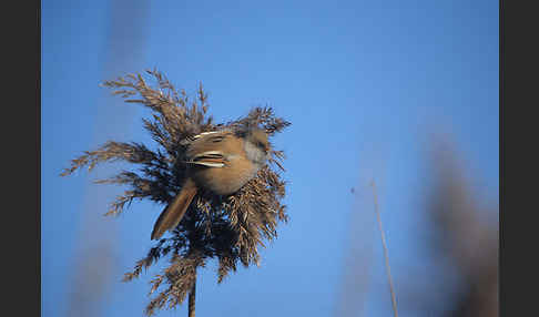 Bartmeise (Panurus biarmicus)