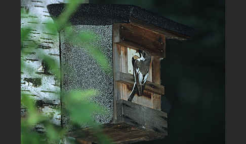 Trauerschnäpper (Ficedula hypoleuca)