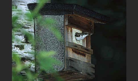 Trauerschnäpper (Ficedula hypoleuca)